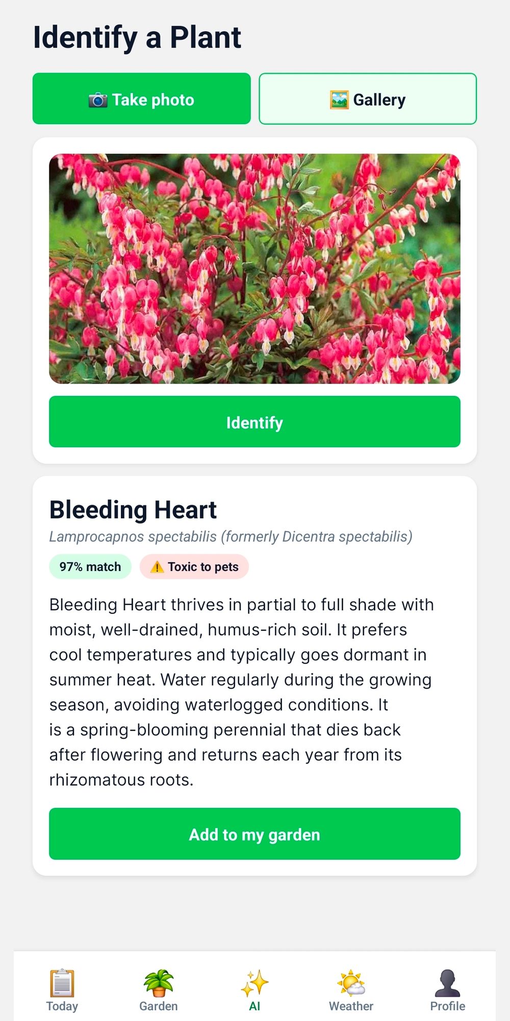 AI plant identification result: Bleeding Heart, 97% match, with a toxic-to-pets flag